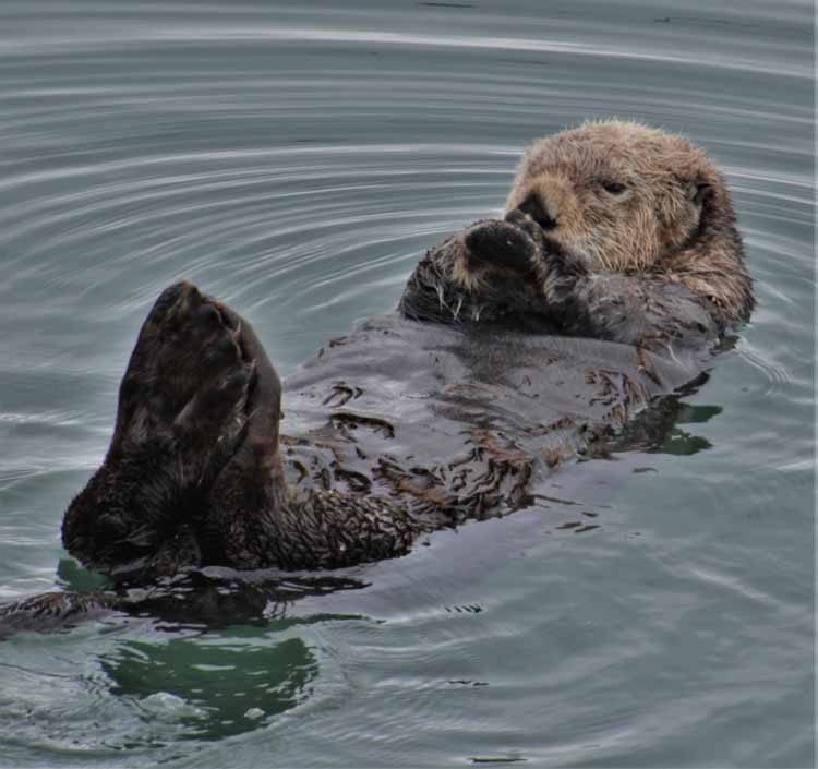 sea otter